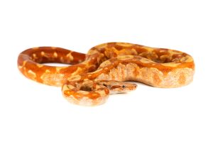 Boa c. imperator, Nicaragua, hypo. T+